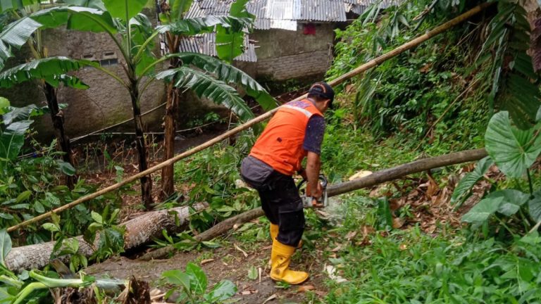 BPBD Kota Sukabumi Lakukan Mitigasi Pohon Tumbang yang Berpotensi Ancam Keselamatan Warga