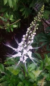 khasiat Kumis Kucing