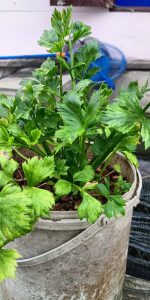 Fakta Unik Daun Seledri