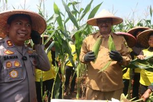 Bupati Sukabumi Lakukan Panen Jagung Serentak, Dukung Target Swasembada Pangan Nasional