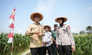 Kota Sukabumi Panen Raya Jagung, Bukti Nyata Sinergi Jaga Pangan Nasional